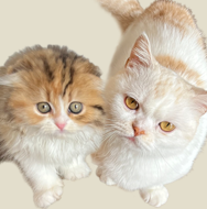 猫咪的黑手党app安卓下载