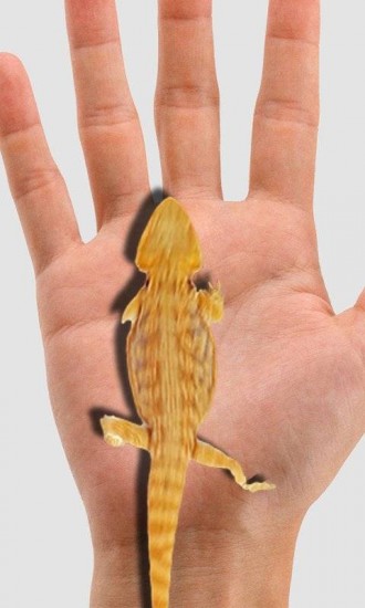 蜥蜴手搞笑恶作剧app下载安卓版