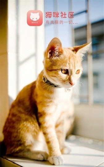 猫咪社区app