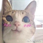 618星猫秀助手最新下载2023版