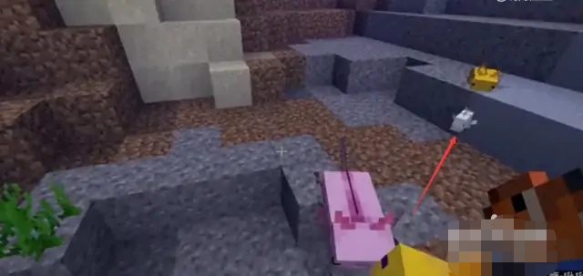 我的世界美西螈怎么繁殖？