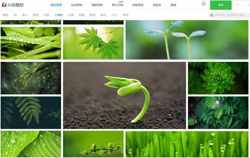 小鸟壁纸最新2023安卓版