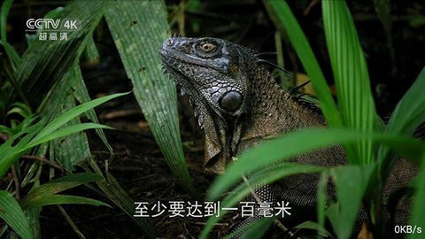 全网通TVios手机版