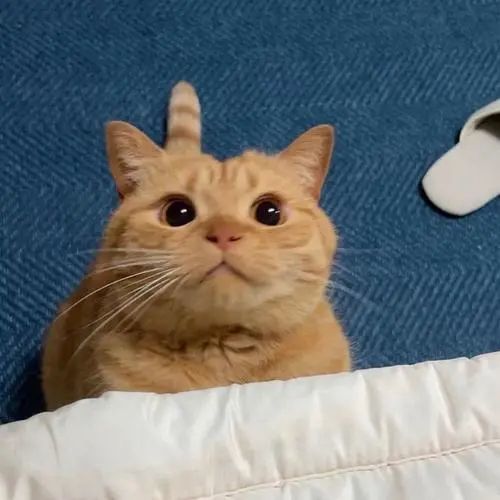 大橘影视正式版