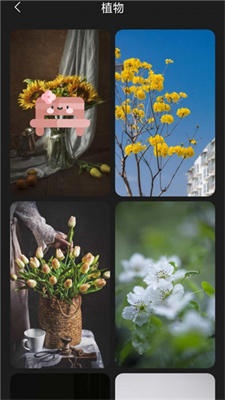 布丁壁纸app最新下载