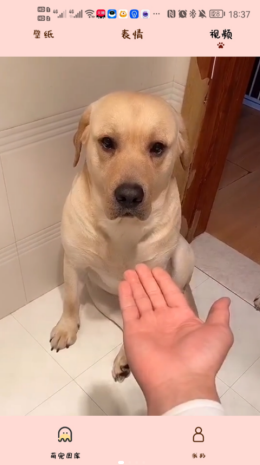 汉克狗最新安卓2024版