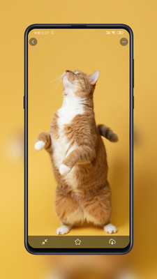 纸糖壁纸免费下载苹果版